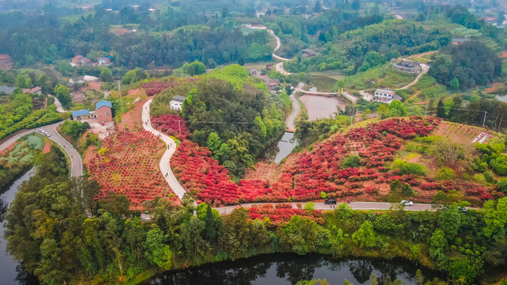 四川：自貢市貢井區(qū)首屆紅葉文化旅游活動(dòng)將于23日舉辦，五大系列推動(dòng)文旅產(chǎn)業(yè)發(fā)展！