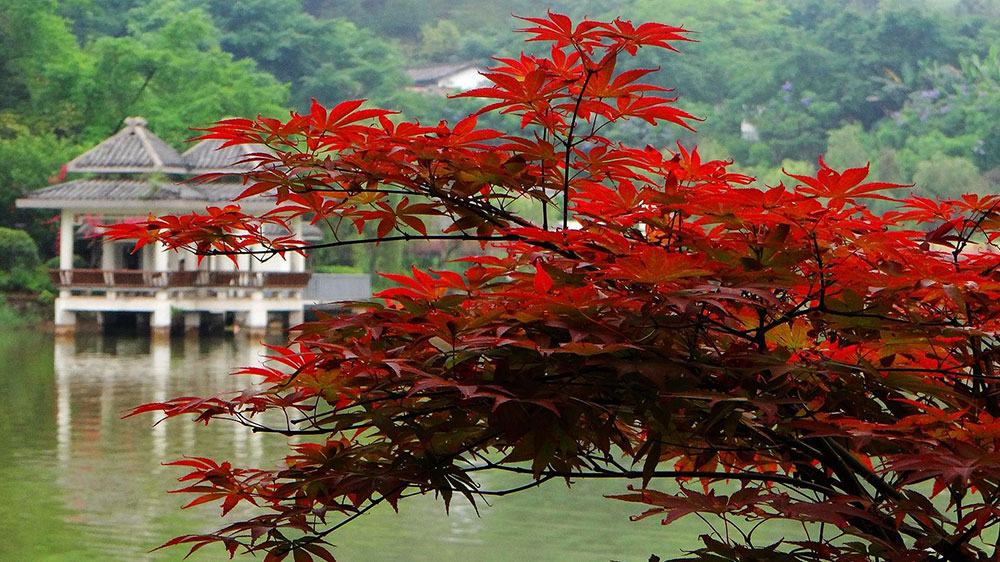 自貢西山公園.jpg